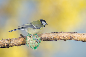 great tit, blue tit eats fat ball at the manger in the branches of trees