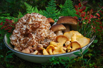 Mixed mushrooms, Thanksgiving