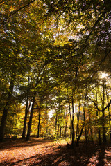 Fototapeta premium Woodland scene with yellow and brown autumn leaves