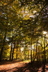 Woodland scene with yellow and brown autumn leaves