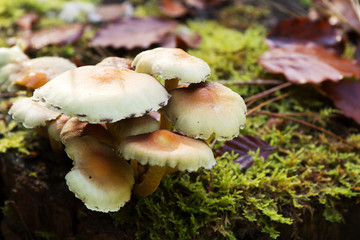 Close up of toadstools growing on the woodland floor