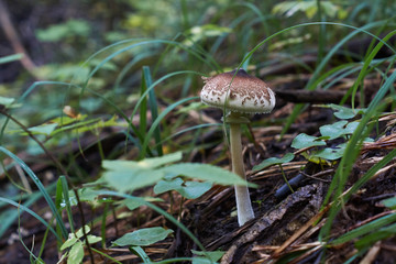 Mushrooms  in the forest.