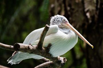White pelican sitting against a dark background in the Singapore