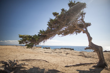 einzelner Baum am Strand Ibiza