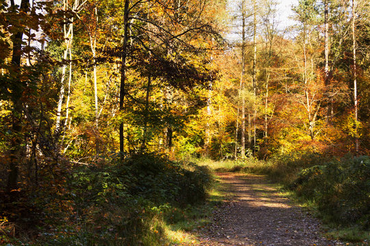 Fototapeta Woodland scene with yellow and brown autumn leaves