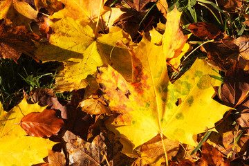 Naklejka na ściany i meble Colourful autumn leaves in orange yellow and brown