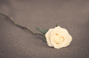 Soft photo of a white rose