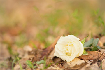 Closeup photo of a white rose in park