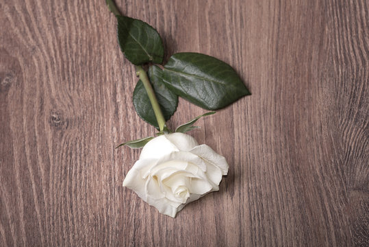 Soft photo of a white rose on wooden background