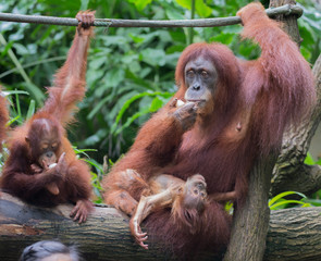 Kid-orangutan lies on his mother's lap next to her sibling on the balance beam (Singapore)