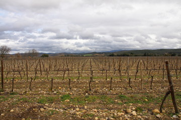 Fototapeta na wymiar Vignoble du Malepère, Razès