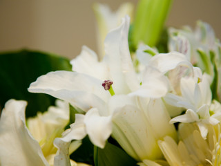 Preciosa flor blanca