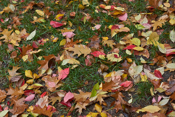 Autumn leaves on a path in the   forest.