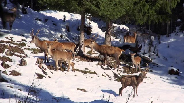 Hirsche und Rehe im Winter
