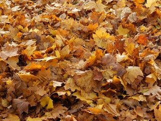 yelow carpet of maple trees leaves in park