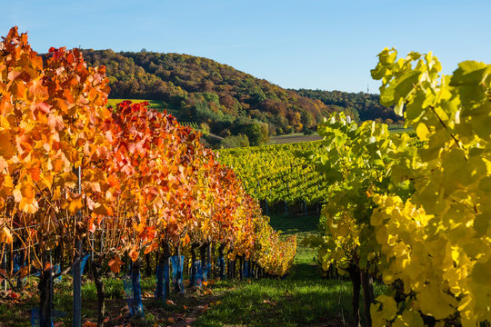 Herbstliche Weinberge