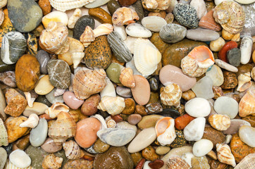 Sea pebbles and seashells