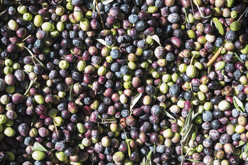 Olive oil production