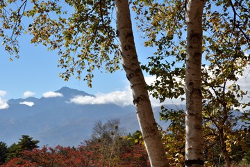 秋の白樺と山脈の風景