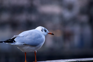 Möwen vor Stadthintergrund