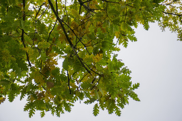 Fototapeta premium Oak leaf. Colors of autumn forest.