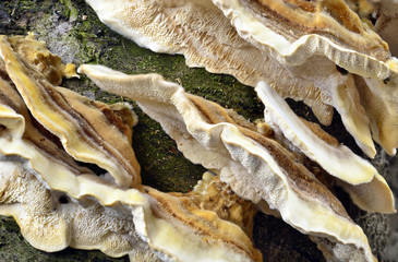 Fungus growing on a tree,dry rot fungus