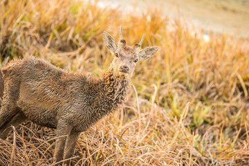 beautiful wild deer