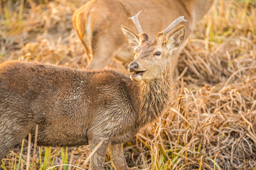 beautiful wild deer