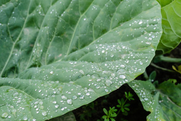 Rain drops on cabbage leaf