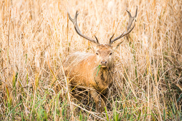beautiful wild deer