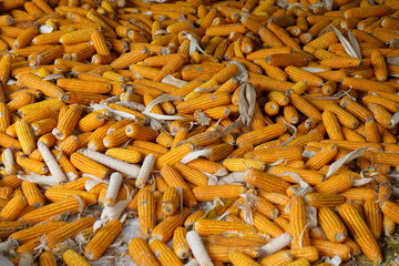 Pile of Corn
