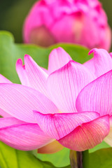 Fototapeta na wymiar The Lotus Flower.Background is the lotus leaf and lotus flower.