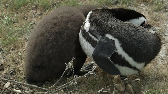 Female of the African penguin with a baby bird