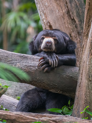 Malay bear (biruang) sad sitting on a tree branch, legs folded under his chin, and looking at the camera (Singapore Zoo)