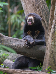 Obraz na płótnie Canvas Malay bear (biruang) playfully sticks her tongue out and sitting on a tree branch, legs folded under his chin, and looking to the side (Singapore Zoo)