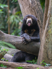Malay bear (biruang) quietly sitting on a tree branch, legs folded under his chin, and looking at the camera (Singapore Zoo)