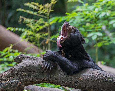 Malay bear (biruang) sitting on a log and folded legs and sticks her tongue out far, far away (Singapore Zoo)