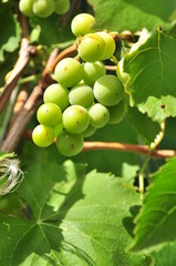 grape vine