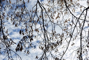 linden tree at autumn