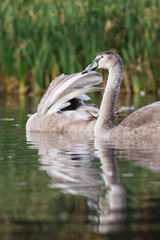 Mute Swan, Swans, Cygnus olor