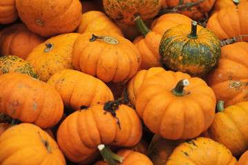 Small pumpkins at Halloween and pumpkin market in USA.