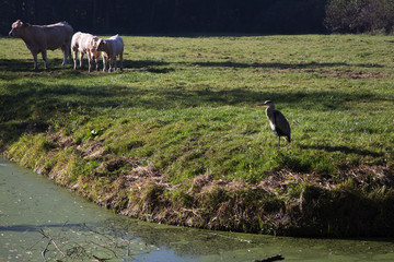 Backlit Grey heron (Ardea cinerea) and cows in meadow