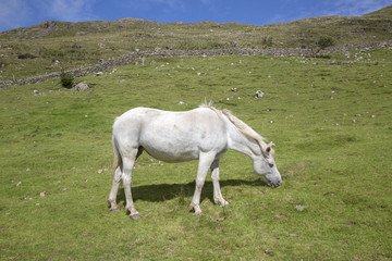 Obraz premium Wild Whiet Horse; Lettermash, Connemara; Galway