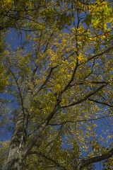 Poplar with autumn leaves lit by sun on blue sky