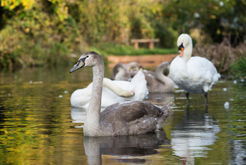 Mute Swan, Swans, Cygnus olor