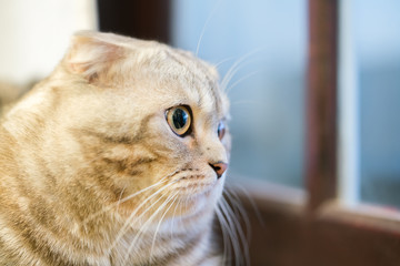 The closeup of sitting dun cat next to the window.
