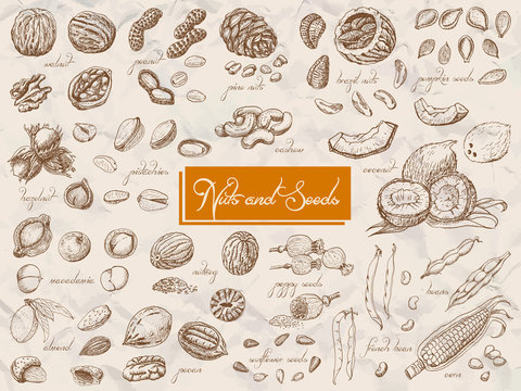 Big collection of isolated nuts and seeds