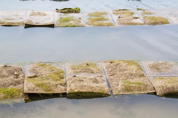 Talmont saint Hilaire. Huîtres creuses dans les poches à marée montante