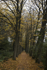 Lane of Elms (Ulmus sp.) in autumn
