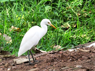 Little white egret standing on the edge of earth road on a background of green grass and dry leaves